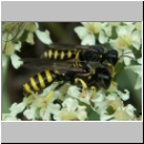 Ectemnius lituratus - Grabwespe 05 Paarung hsk.jpg